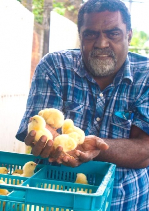 Chicks land in Fiji